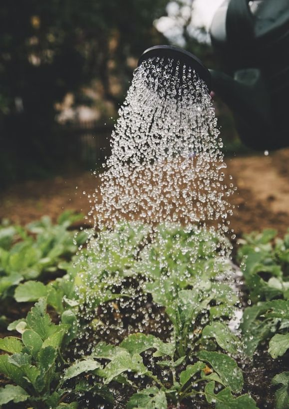Wasser gießt aus dem Spritzkrug auf Pflanzen